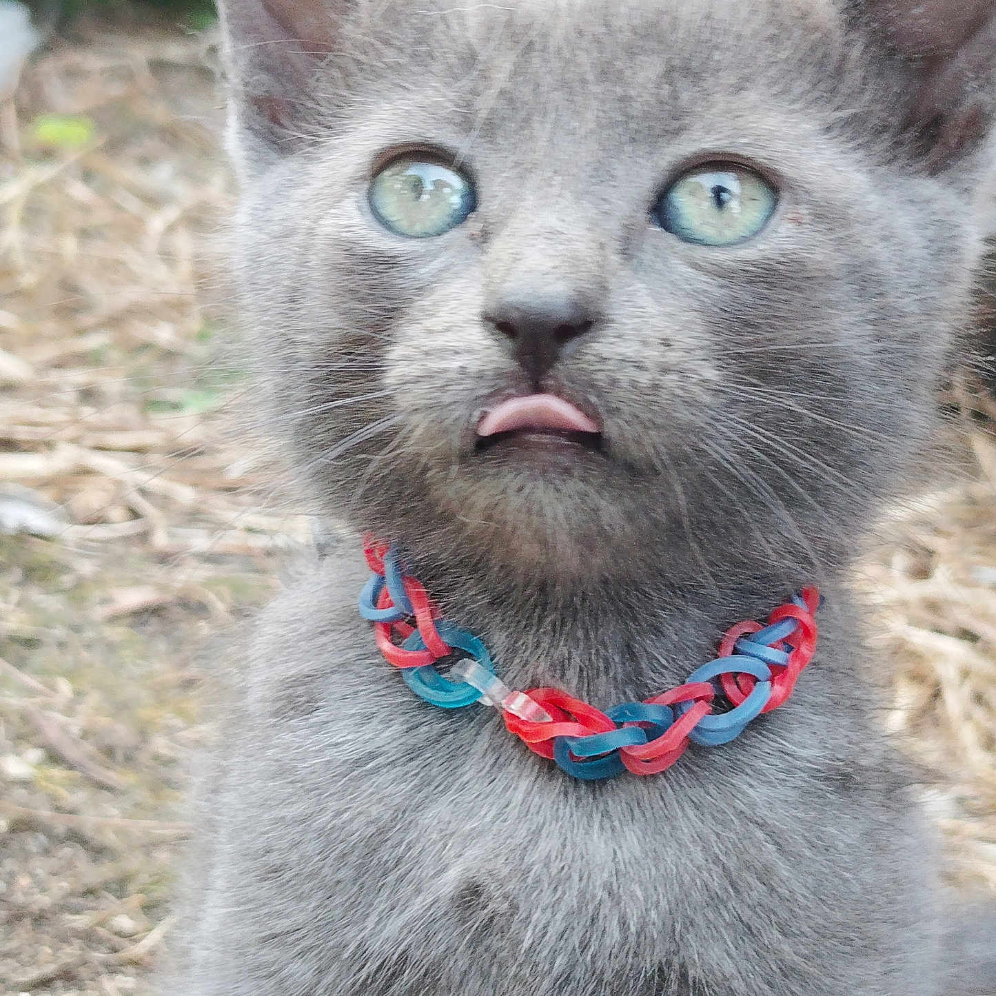 Athéna a rejoint le concours — aidez-le/la à gagner de superbes lots ! animal, blue_eyes, close_up, collar, curious, cute, feline, fur, gray_cat, kitten, nature, outdoor, pet, plastic_chain, playful, portrait, small, tongue_out, whiskers, young_cat