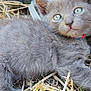 animal, blue_eyes, closeup, collar, curious, cute, feline, fur, gray_fur, kitten, mammal, nature, outdoor, pet, portrait, resting, small, straw, whiskers, young
