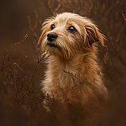 Pèpette participe au concours pour gagner de l'argent avec cette photo : animal, autumn, background_blur, brown, canine, close_up, cute, dog, eyes, face, fluffy, fur, nature, outdoor, peaceful, pet, portrait, snout, soft_focus, whiskers