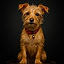 animal, bell, brown_fur, canine, cute, dark_background, dog, ears, fluffy, fur, looking_at_camera, pet, portrait, puppy, red_collar, sitting, small_dog, studio_lighting, whiskers, wooden_barrel