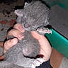 Luna a rejoint le concours — aidez-le/la à gagner de superbes lots ! kitten, newborn, gray_fur, claws, hand, person, animal, cute, small, feline, pet, sleeping, fragile, indoor, closeup, baby_animal, soft, fur, paw, holding