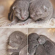 Luna participe au concours pour gagner de l'argent avec cette photo : newborn_kittens, sleeping, gray_fur, cute, animal, pet, closeup, soft_texture, cozy, snuggling, mammal, baby_animals, feline, fur, peaceful, resting, adorable, multiple_kittens, warm_lighting, collage