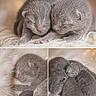 adorable, animal, baby_animals, closeup, collage, cozy, cute, feline, fur, gray_fur, mammal, multiple_kittens, newborn_kittens, peaceful, pet, resting, sleeping, snuggling, soft_texture, warm_lighting