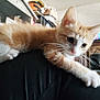 animal, cat, close_up, curious, cute, domestic_cat, furniture, home, indoor, kitten, mammal, orange_cat, paw, person, pet, shelf, shoulder, whiskers, white_cat, young_animal