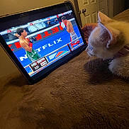 Babi joined the competition — help win amazing prizes! kitten, cat, tablet, boxing, screen, bed, blanket, indoor, room, door, watching, pet, animal, feline, soft, brown, light, curious, closeup, technology