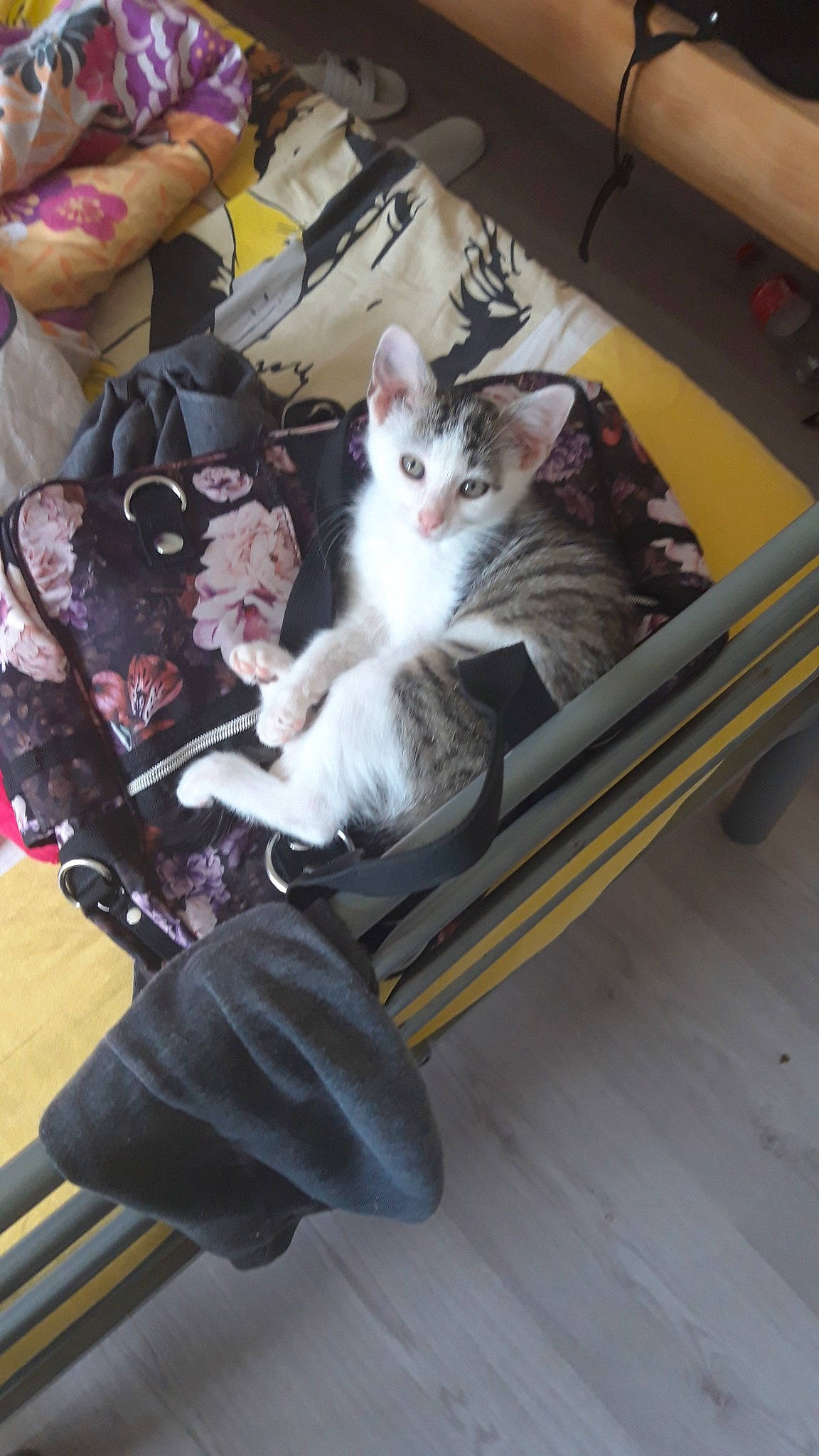 Chatoune participe au concours pour gagner de l'argent avec cette photo : aegean_cat, american_shorthair, carnivore, cat, domestic_short_haired_cat, european_shorthair, felidae, fur, kitten, polydactyl_cat, sitting, small_to_medium_sized_cats, turkish_angora, whiskers