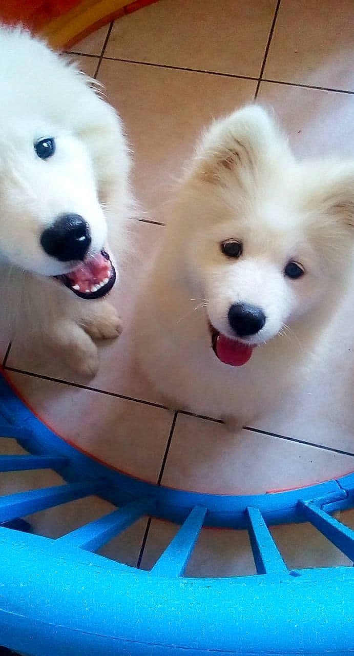 Oracle participe au concours pour gagner de l'argent avec cette photo : american_eskimo_dog, ancient_dog_breeds, berger_blanc_suisse, canadian_eskimo_dog, canidae, carnivore, companion_dog, dog, dog_breed, german_spitz_mittel, indian_spitz, japanese_spitz, kintamani, mammal, nose, samoyed, snout, spitz, vertebrate, volpino_italiano