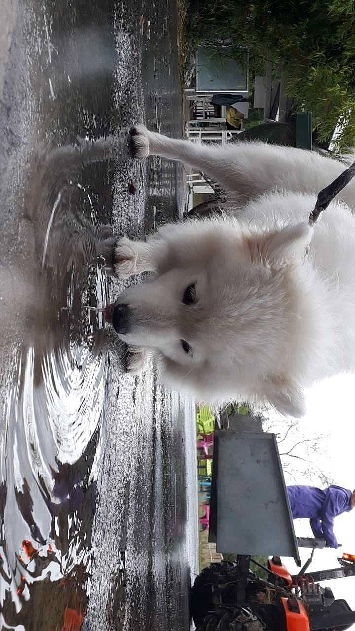 Oracle participe au concours pour gagner de l'argent avec cette photo : akita, american_eskimo_dog, berger_blanc_suisse, canidae, carnivore, dog, dog_breed, japanese_spitz, kishu, non_sporting_group, samoyed, spitz, white_shepherd