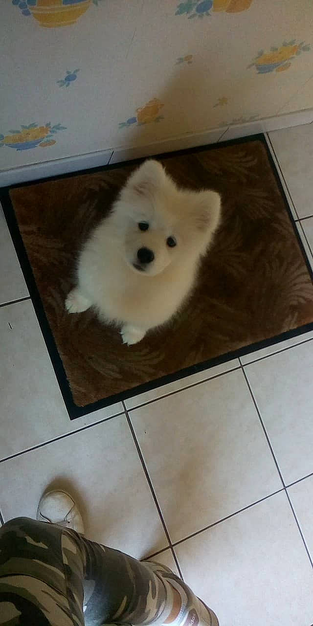 Oracle a rejoint le concours — aidez-le/la à gagner de superbes lots ! american_eskimo_dog, canidae, carnivore, companion_dog, dog, dog_breed, german_spitz, german_spitz_klein, german_spitz_mittel, indian_spitz, japanese_spitz, mammal, non_sporting_group, pomeranian, puppy, samoyed, spitz, toy_dog, vertebrate, volpino_italiano