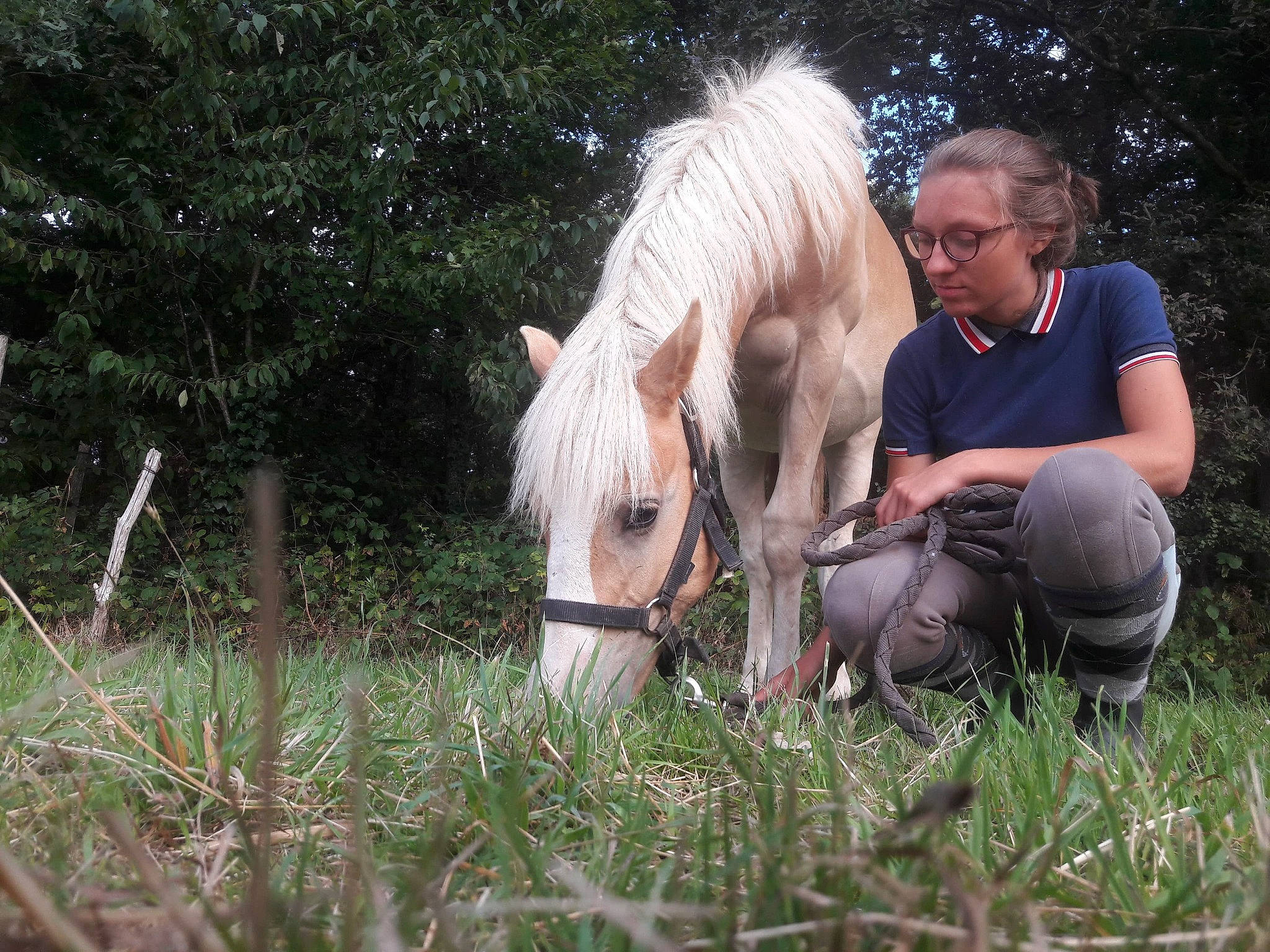 Idole participe au concours pour gagner de l'argent avec cette photo : bridle, grass, hair, horse, horse_supplies, horse_tack, mammal, mane, mare, meadow, pasture, pony, stallion, vertebrate