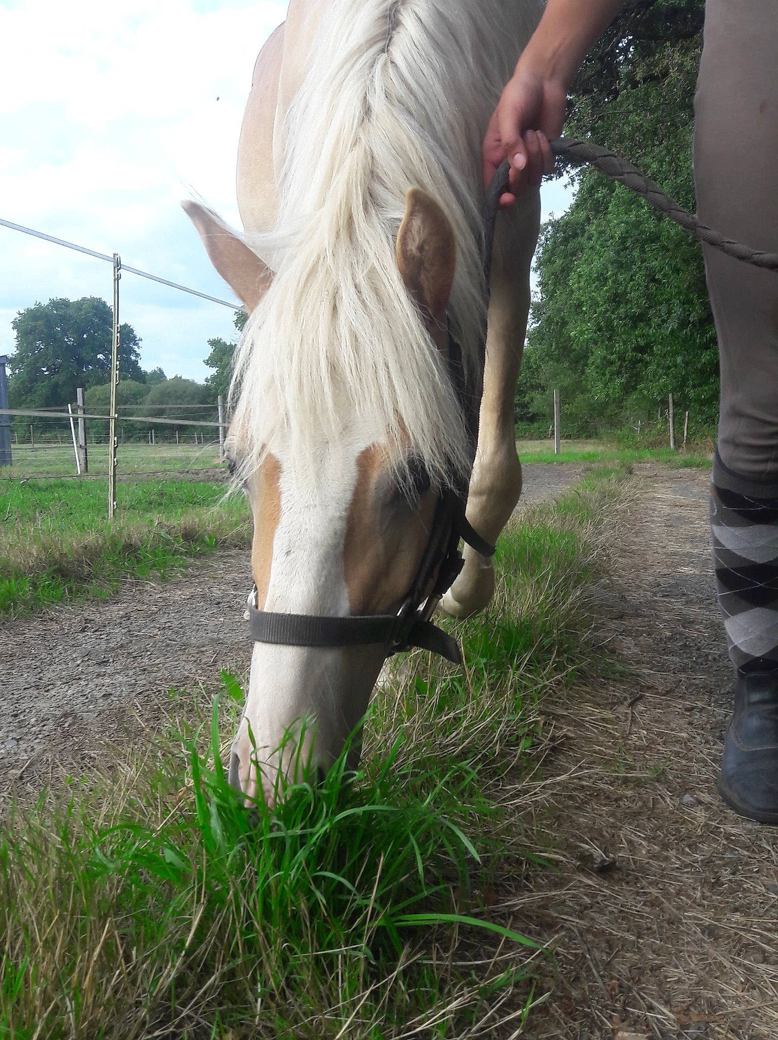 Idole a rejoint le concours — aidez-le/la à gagner de superbes lots ! blond, bridle, grass, hair, horse, horse_supplies, horse_tack, landscape, livestock, mammal, mane, mare, plant, pony, shetland_pony, snout, stallion, tree, wildlife, working_animal