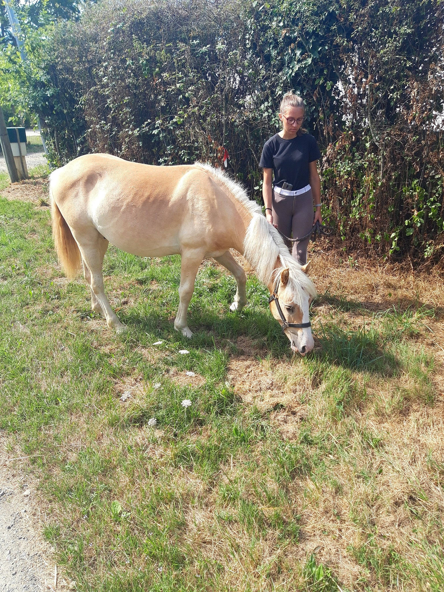 Idole a rejoint le concours — aidez-le/la à gagner de superbes lots ! burro, fawn, foal, grass, grazing, horse, livestock, mammal, mane, mare, pack_animal, pasture, pony, rural_area, vertebrate, wildlife, working_animal