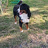 Vegas a rejoint le concours — aidez-le/la à gagner de superbes lots ! animal, bernese_mountain_dog, canine, dog, domestic_animal, fence, fur, grass, greenery, happy, looking_away, mammal, nature, outdoor, pet, playful, summer, sunlight, tongue_out, yard