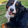 Vegas a rejoint le concours — aidez-le/la à gagner de superbes lots ! animal, backyard, bernese_mountain_dog, black_fur, brown_fur, canine, dog, fur, grass, happy, nature, outdoor, paw, pet, relaxed, resting, smiling, summer, sunlight, white_fur