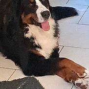Vegas participe au concours pour gagner de l'argent avec cette photo : animal, bernese_mountain_dog, black_fur, brown_fur, canine, carpet, companion, dog, domestic, floor, fur, happy, home, indoor, lying_down, pet, relaxed, tile, tongue_out, white_fur