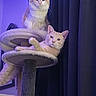 Kenobi is registered to the contest to win money with this photo: animal, cat, cat_tree, cats, cozy, curtain, cute, domestic, ears, feline, fur, indoor, looking_at_camera, multi_level, pet, purple_light, relaxed, resting, string_lights, whiskers