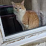 Kenobi is registered to the contest to win money with this photo: animal, car, cat, curious, curtains, daylight, domestic_animal, glass, nature, orange_cat, outdoor, pet, reflection, rust, sitting, tree, vehicle, wall, white_cat, window