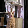 Grogu is registered to the contest to win money with this photo: animal, cat, cat_tree, cats, curtains, cute, domestic_animal, feline, funny_expression, home, indoor, multi_level, orange_cat, pet, pet_furniture, relaxed, resting, white_cat, window, yawning_cat