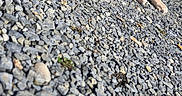 Grogu is registered to the contest to win money with this photo: animal, cat, closeup, concrete, curious, daylight, feline, gravel, harness, mammal, nature, orange_cat, outdoor, pet, relaxing, resting, step, sunlight, urban, wall