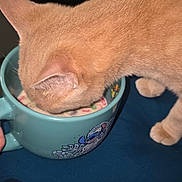Grogu joined the competition — help win amazing prizes! animal, blue_mug, cat, closeup, curious, dark_background, domestic_cat, drinking, ear, feline, fur, head, indoor, investigating, mug, orange_cat, paw, pet, surface, table