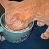 animal, blue_mug, cat, closeup, curious, dark_background, domestic_cat, drinking, ear, feline, fur, head, indoor, investigating, mug, orange_cat, paw, pet, surface, table