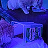 blanket, cat, cat_tree, cats, container, couch, cozy, curious, domestic_animal, eating, feline, food, fur, home, indoor, pet, plate, purple_light, snack, treats