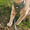 animal, cat, closeup, curious, cute, daylight, feline, grass, green, ground, harness, leash, nature, orange_tabby, outdoor, pet, playful, side_view, walking, young_cat