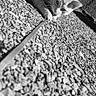 animal, black_and_white, cat, close_up, collar, curious, daylight, feline, gravel, ground, leash, monochrome, nature, outdoor, pet, playing, resting, side_view, texture, young_cat
