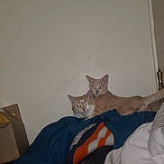 Kenobi And Grogu is registered to the contest to win money with this photo: animal, blanket, cat, clothing, cozy, cute, domestic, eyes_glowing, feline, fur, household, indoor, night_flash, orange_tabby, pets, pile, relaxing, resting, two_cats, wall