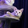 animal, cat, cat_tree, cats, companions, curious, cute, dark_background, ears, feline, fur, indoor, looking, pet, relaxed, resting, soft_light, two_animals, vertical, whiskers