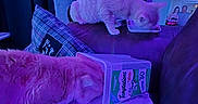 Kenobi And Grogu is registered to the contest to win money with this photo: animal, blanket, bowl, cat, cat_tree, comfort, container, couch, cozy, curtains, domestic, furniture, home, indoor, pet, plush, purple_lighting, relaxing, resting, treats