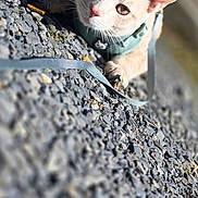 Kenobi And Grogu is registered to the contest to win money with this photo: animal, cat, closeup, curious, cute, domestic, ears, eyes, focus, gravel, harness, light_orange, mammal, nature, outdoor, pet, small_animal, sunlight, texture, whiskers