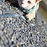 animal, cat, closeup, curious, cute, domestic, ears, eyes, focus, gravel, harness, light_orange, mammal, nature, outdoor, pet, small_animal, sunlight, texture, whiskers