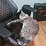 animal, black_cat, cat, cats, chair, companion, cozy, cute, domestic_animal, fur, furry, gray_cat, indoor, office_chair, pet, relaxing, resting, sleeping, snuggling, wooden_floor