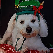 Mae Mae is registered to the contest to win money with this photo: dog, white_dog, pet, elf_hat, green_hat, red_bow, holiday, christmas, festive, cute, animal, portrait, indoor, closeup, fur, paw, face, black_nose, lying_down, adorable