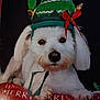 dog, white_dog, pet, elf_hat, green_hat, red_bow, holiday, christmas, festive, cute, animal, portrait, indoor, closeup, fur, paw, face, black_nose, lying_down, adorable