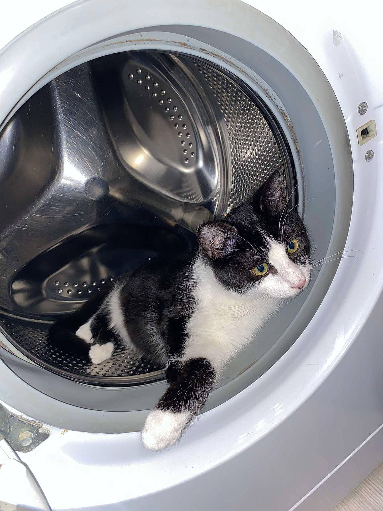 Timinou a rejoint le concours — aidez-le/la à gagner de superbes lots ! auto_part, automotive_design, automotive_exterior, automotive_lighting, automotive_tire, automotive_wheel_system, carnivore, cat, clothes_dryer, felidae, fender, gas, headlamp, home_appliance, hood, major_appliance, motor_vehicle, rim, washing_machine, whiskers