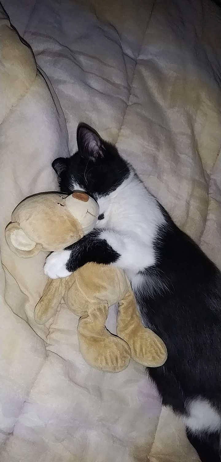 Timinou participe au concours pour gagner de l'argent avec cette photo : canidae, carnivore, cat, claw, comfort, companion_dog, dog_breed, domestic_short_haired_cat, felidae, foot, fur, human_leg, lap, linens, nap, paw, small_to_medium_sized_cats, sporting_group, tail, whiskers