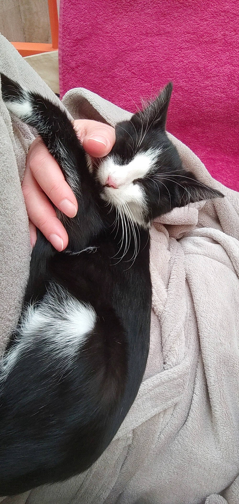 Timinou a rejoint le concours — aidez-le/la à gagner de superbes lots ! carnivore, cat, claw, comfort, domestic_short_haired_cat, felidae, foot, fur, gesture, human_leg, nail, paw, small_to_medium_sized_cats, snout, tail, whiskers