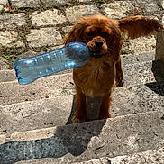 Vitamine a rejoint le concours — aidez-le/la à gagner de superbes lots ! dog, brown_dog, plastic_bottle, stone_steps, outdoor, pet, animal, sunlight, shadow, ear_flap, playful, cute, canine, daylight, pavement, nature, friendly, mammal, tongue, holding