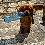 dog, brown_dog, plastic_bottle, stone_steps, outdoor, pet, animal, sunlight, shadow, ear_flap, playful, cute, canine, daylight, pavement, nature, friendly, mammal, tongue, holding