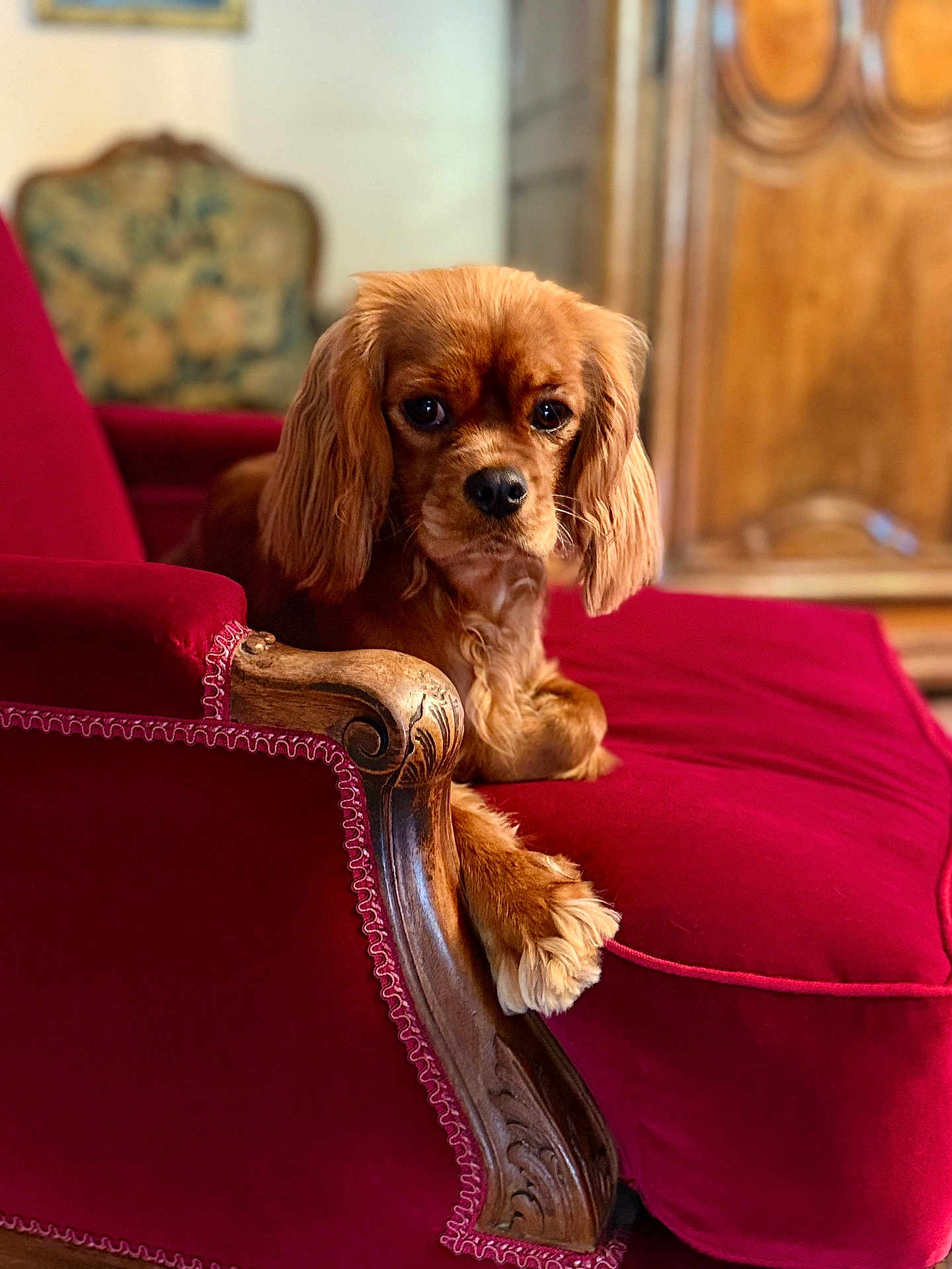 Vitamine a rejoint le concours — aidez-le/la à gagner de superbes lots ! dog, brown_dog, armchair, red_velvet, wooden_armrest, vintage_chair, indoor, pet, furniture, cozy, soft_focus, portrait, animal, companion, relaxed, looking_at_camera, decor, living_room, cute, fluffy