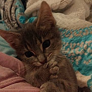 Filou a rejoint le concours — aidez-le/la à gagner de superbes lots ! kitten, cat, paw, cute, gray_fur, blanket, cozy, indoor, pet, animal, young, feline, soft, sleepy, comfort, closeup, adorable, resting, fur, whiskers