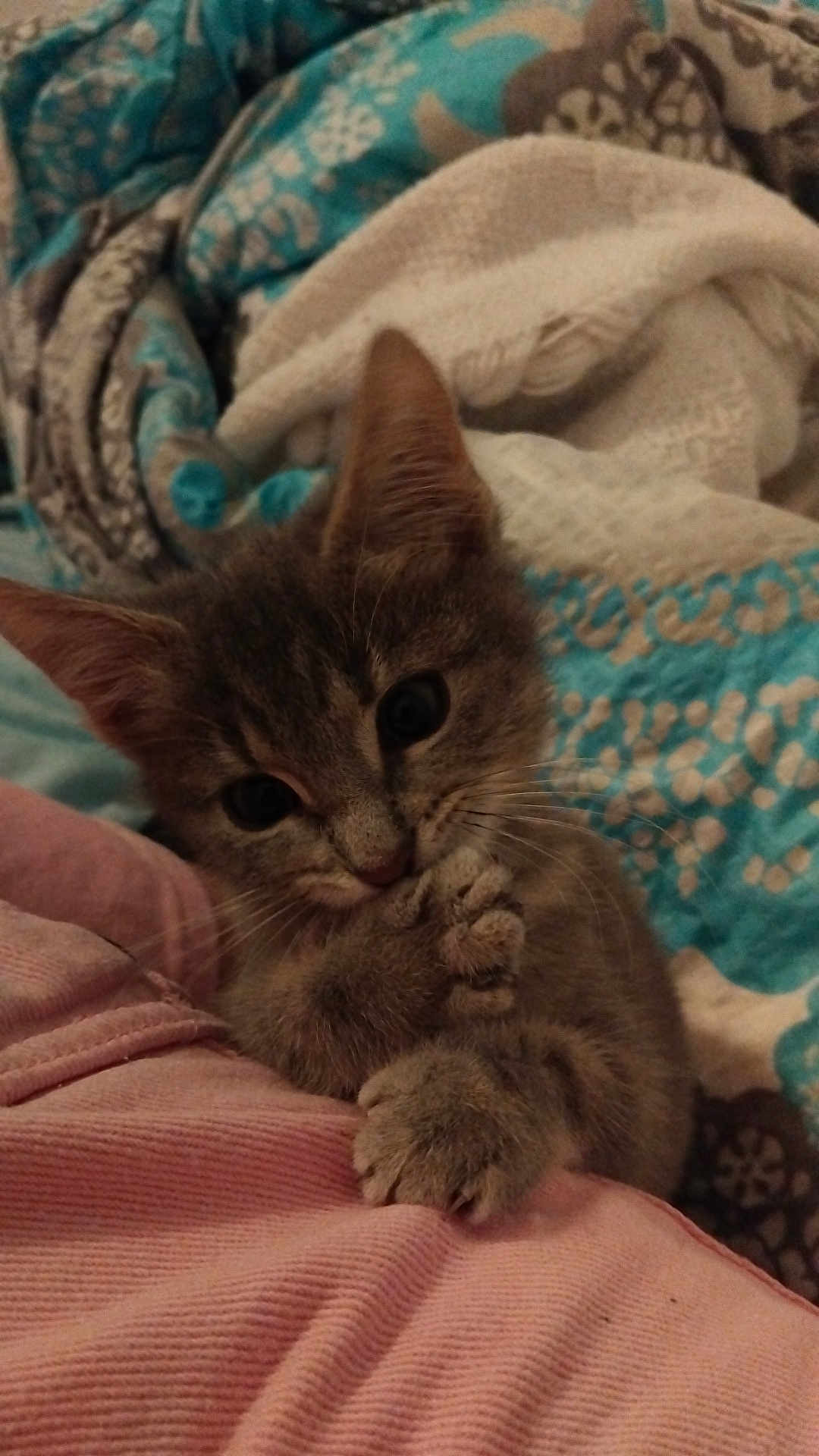 Filou a rejoint le concours — aidez-le/la à gagner de superbes lots ! kitten, cat, paw, cute, gray_fur, blanket, cozy, indoor, pet, animal, young, feline, soft, sleepy, comfort, closeup, adorable, resting, fur, whiskers