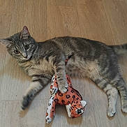Filou participe au concours pour gagner de l'argent avec cette photo : animal, cat, curious, cute, domestic_cat, ears, feline, floor, gray_tabby, indoor, laying_down, paw, pet, playful, plush_toy, striped, toy, whiskers, wooden_floor, young_cat