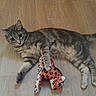 animal, cat, curious, cute, domestic_cat, ears, feline, floor, gray_tabby, indoor, laying_down, paw, pet, playful, plush_toy, striped, toy, whiskers, wooden_floor, young_cat
