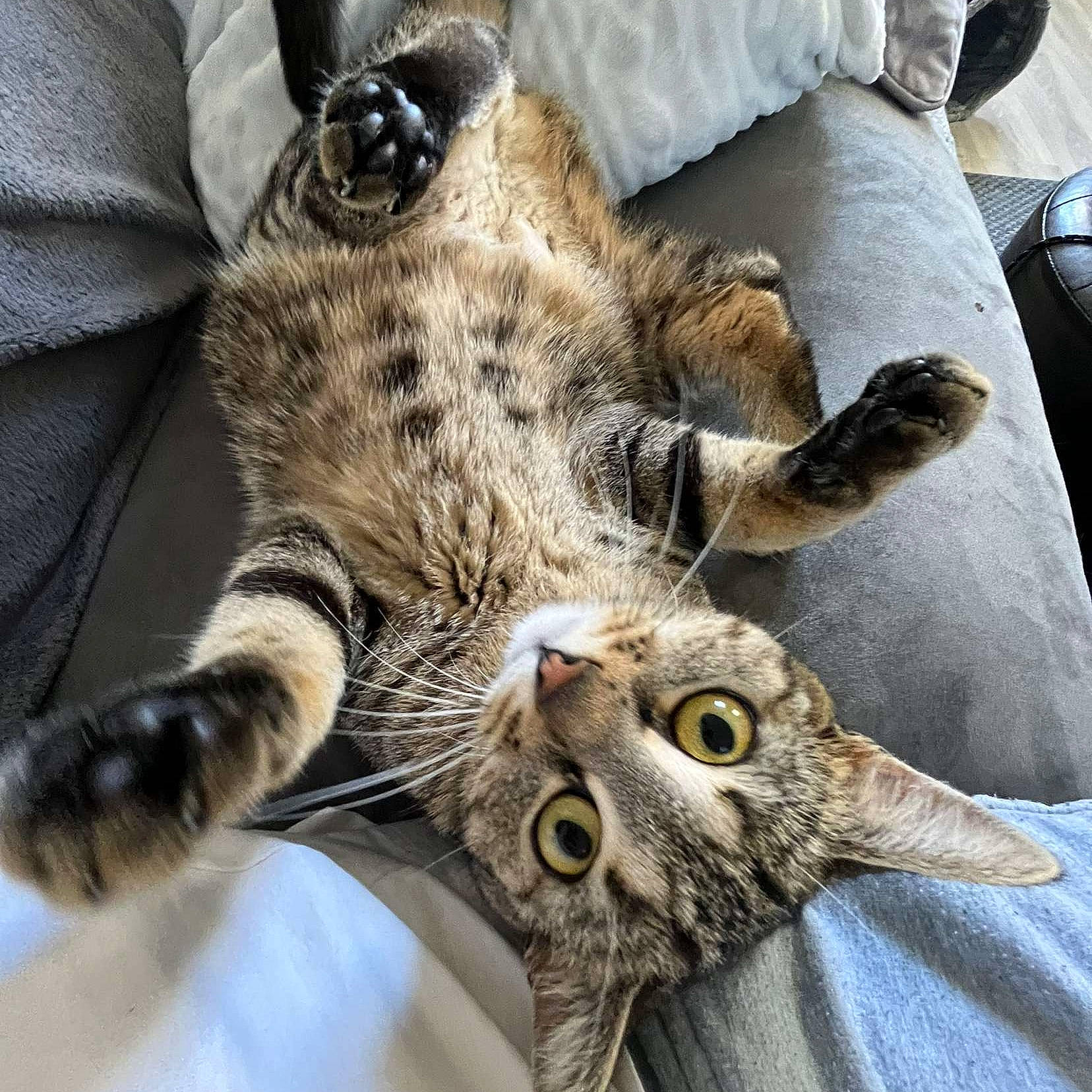 Tia a rejoint le concours — aidez-le/la à gagner de superbes lots ! carnivore, cat, claw, comfort, domestic_short_haired_cat, felidae, fur, nap, paw, plant, sleep, small_to_medium_sized_cats, snout, tail, terrestrial_animal, whiskers, wildlife