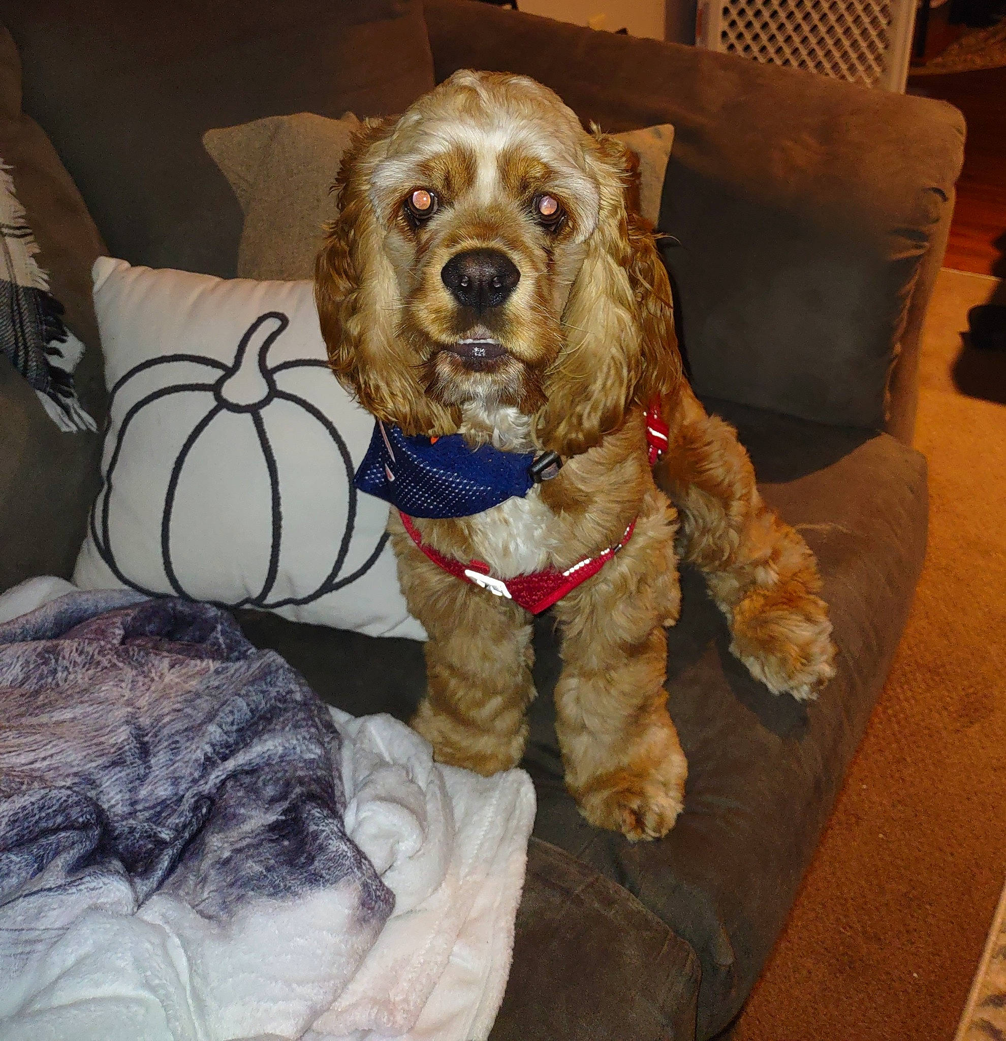 Teddy is registered to the contest to win money with this photo: carnivore, cocker_spaniel, comfort, companion_dog, dog, dog_breed, dog_clothes, dog_collar, dog_supply, fawn, flowerpot, fur, houseplant, labradoodle, liver, snout, spaniel, terrier, toy_dog, working_animal