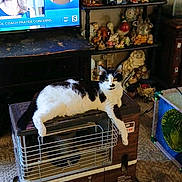 Sasha joined the competition — help win amazing prizes! cat, heater, vintage, living_room, television, news_broadcast, shelf, figurines, basket, carpet, black_and_white_cat, relaxed, indoor, cluttered, retro, animal, pet, furniture, old_fashioned, cozy