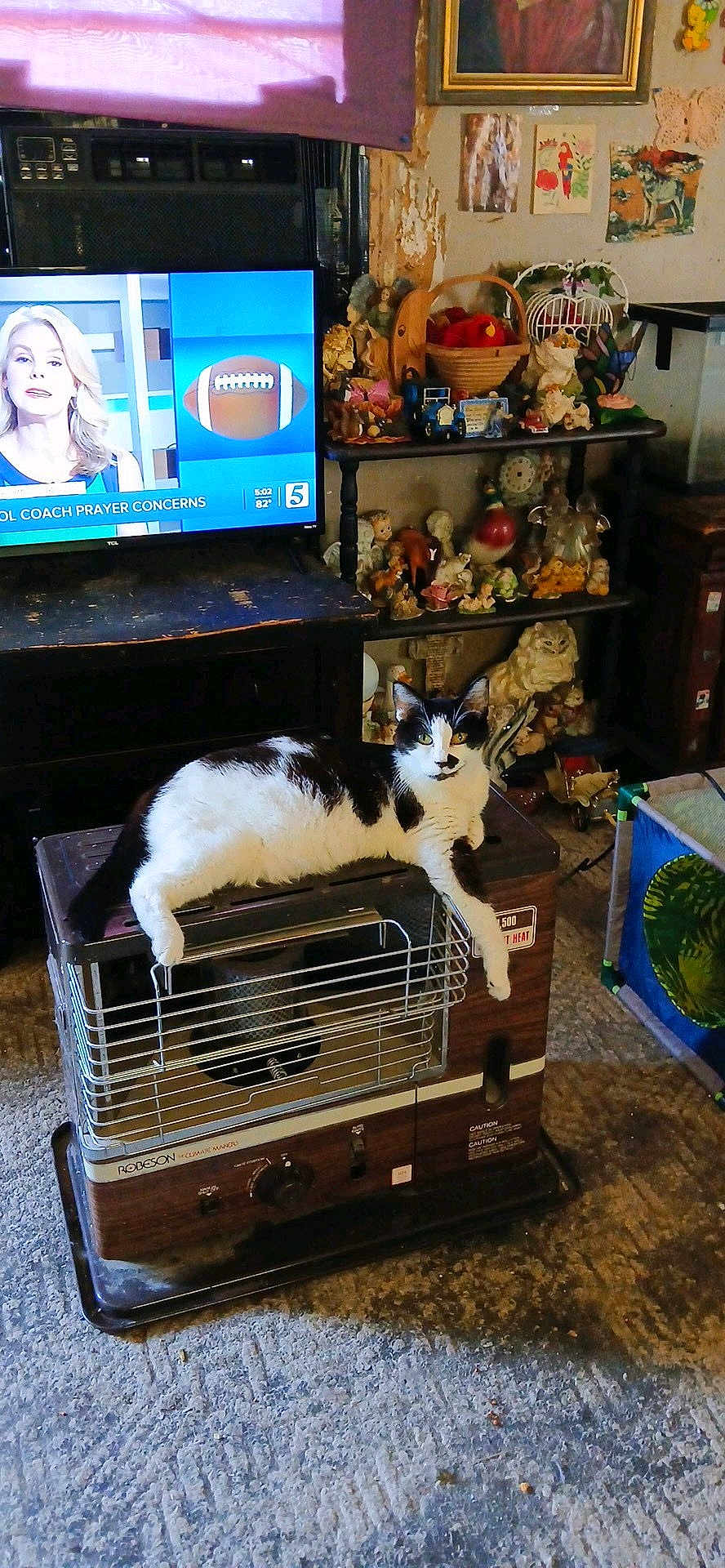 Sasha joined the competition — help win amazing prizes! cat, heater, vintage, living_room, television, news_broadcast, shelf, figurines, basket, carpet, black_and_white_cat, relaxed, indoor, cluttered, retro, animal, pet, furniture, old_fashioned, cozy